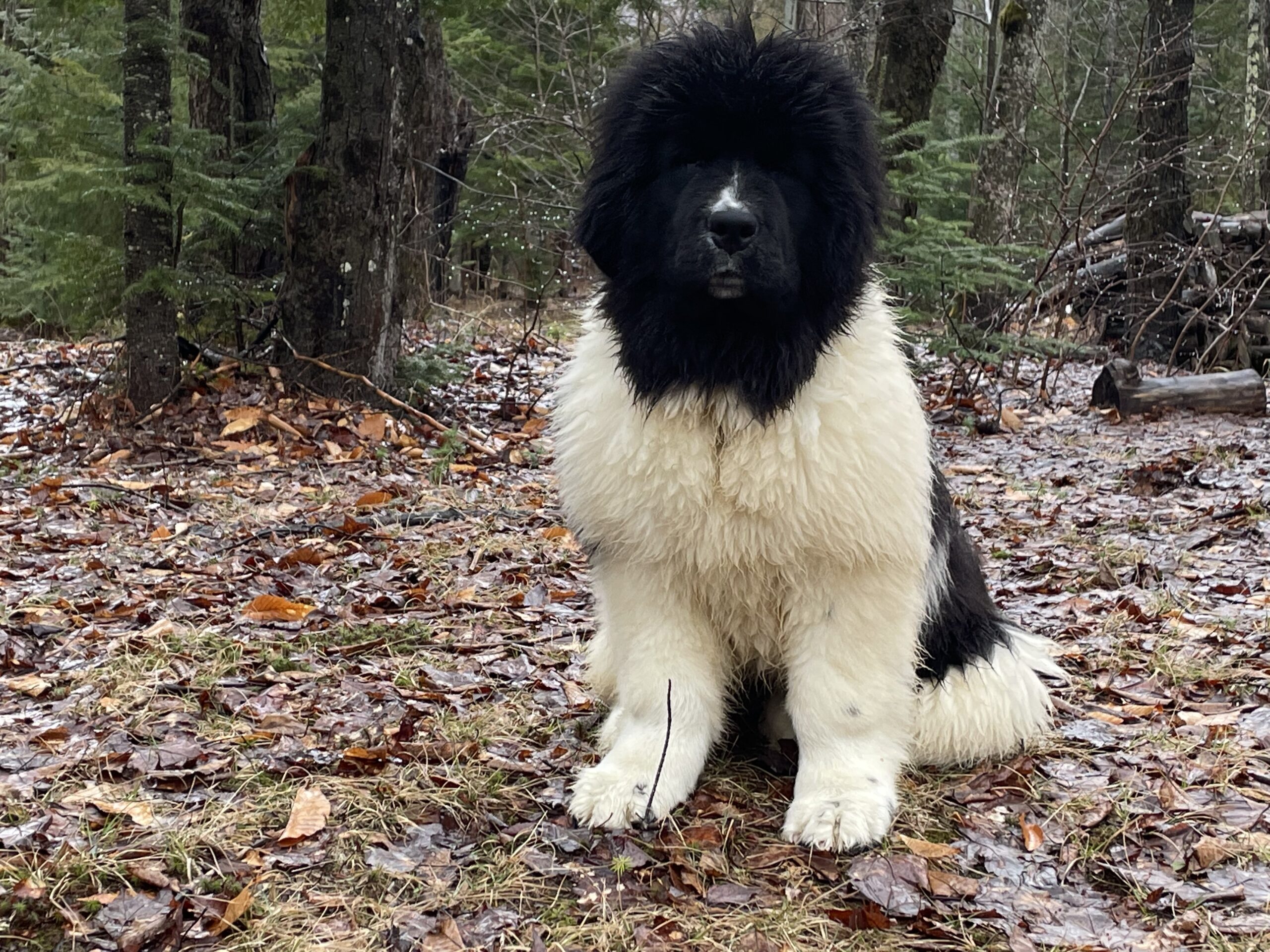 FAB5013A-3481-4AA2-B4B5-E4F0E13E783E