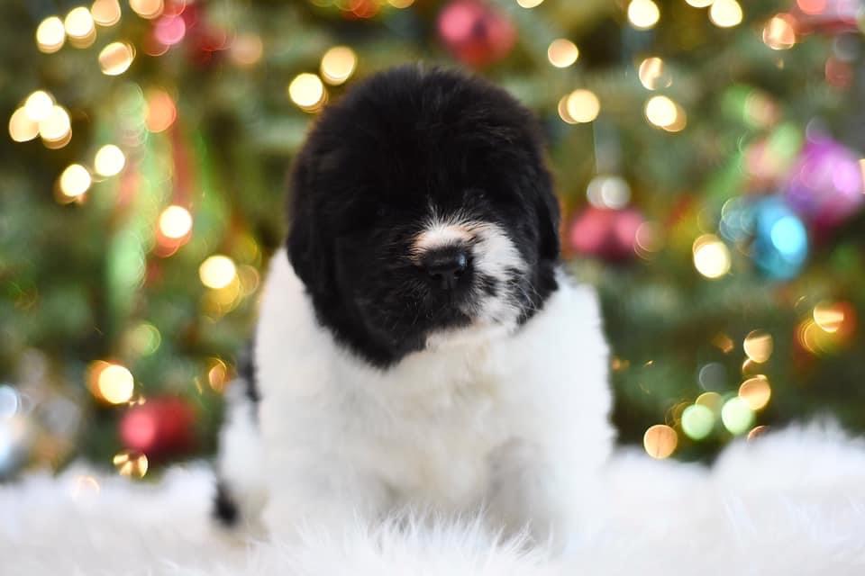 B7C233C2-C2B3-4F94-B697-DA84BAC6F22A